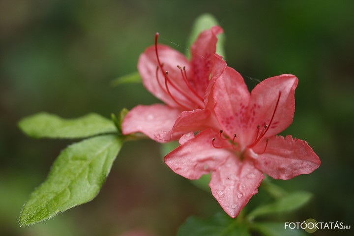 Ttrai Lszl – Rododendron