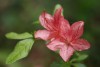 Tátrai László – Rododendron