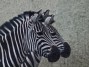 Szilvesztern Bujdos Rita - Zebra-ikrek