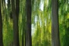 Soós Marcell - Tokaji erdő