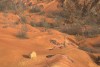 Harangoz Adina - Mars 