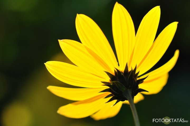 Zelkó Csilla - Virág az ellenfényben
