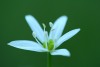Solti Bernadett - Medvehagyma virága 