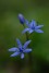 Lszln Kelemen gnes - Scilla bifolia