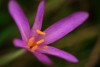 Lszln Kelemen gnes - Colchicum autumnale 