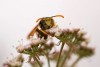Harangozó Adina - Mohó méhecske 