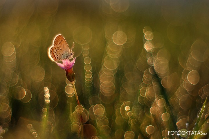 Dewy morning