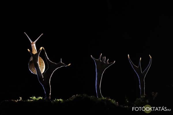Fot © Kaszs Norbert