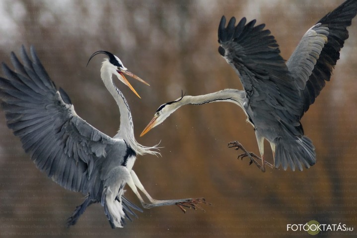 Szrke gm harc - Ardea.cinerea.grey.heron .