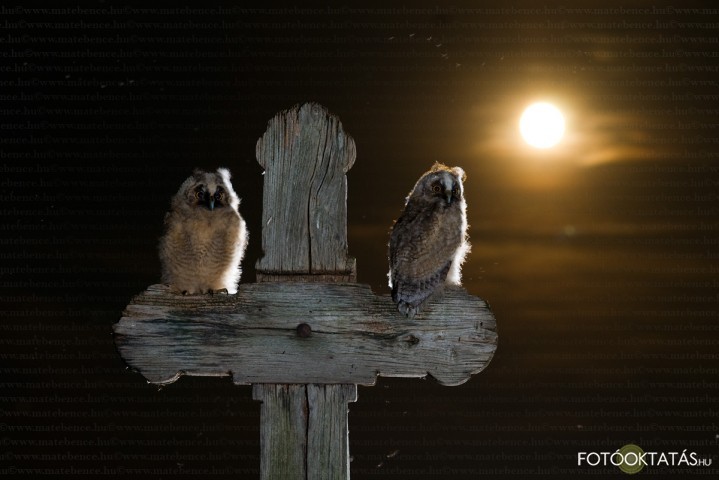 Erdei flesbagoly -Asio.otus.long-eared.owl.