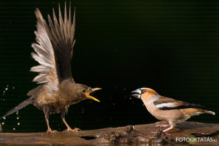 Meggyvag- Coccothraustes.coccothraustes.hawfinch.