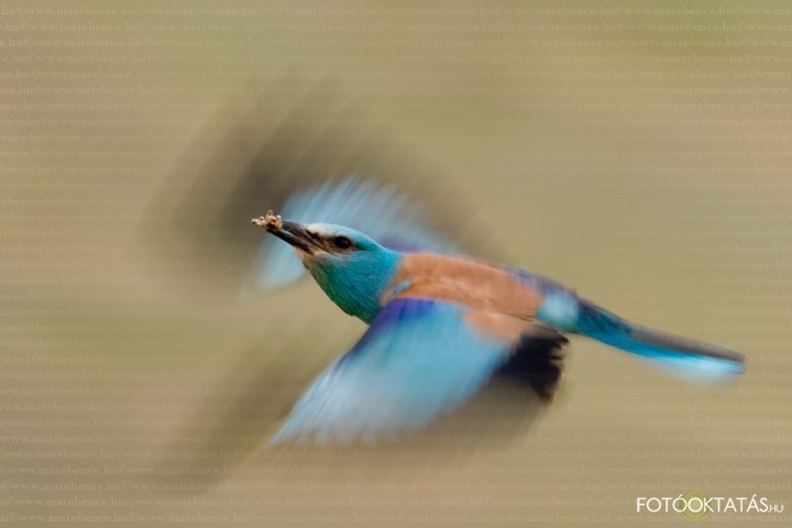 Szalakta- Coracias.garrulus.roller