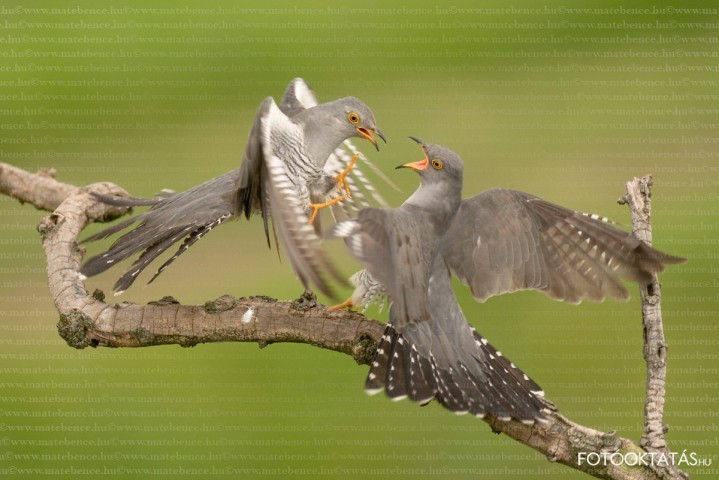 Kakukk harc -Cuculus.canorus.cuckoo.