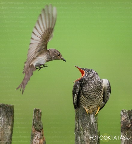 Kakukk etets -Cuculus.canorus.cuckoo.