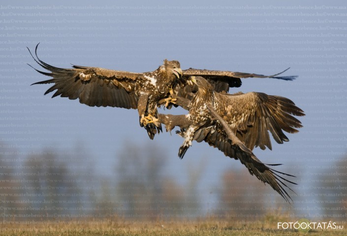 Rtisasok- Haliaeetus.albicilla.white-tailed.eagle.