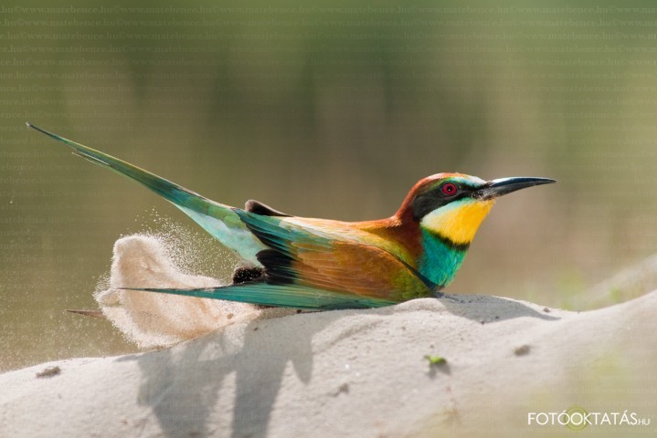 Gyurgyalag- Merops.apiaster.european.bee-eater.