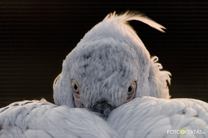 Borzas.gdny- Pelecanus.crispus.dalmatian.pelican.