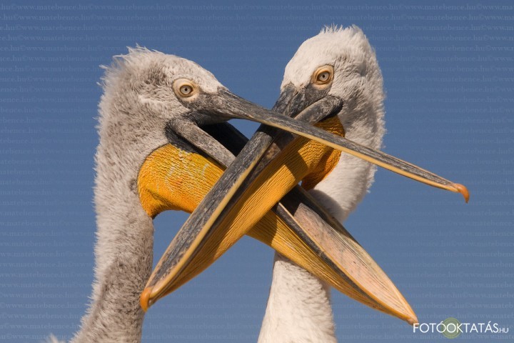 Borzas gdny pr- Pelecanus.crispus.dalmatian.pelican.