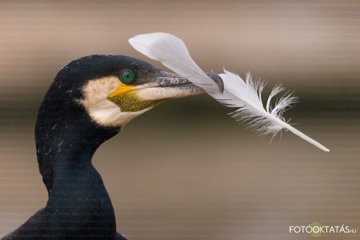 Krkatona- Phalacrocorax.carbo.cormorant.