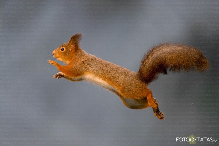Vörös mókus- Sciurus.vulgaris.red.squirrel