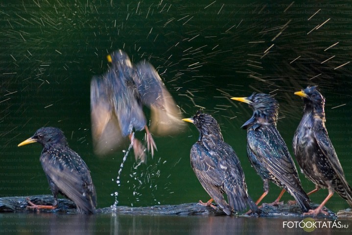 Seregly- Sturnus.vulgaris.starling.