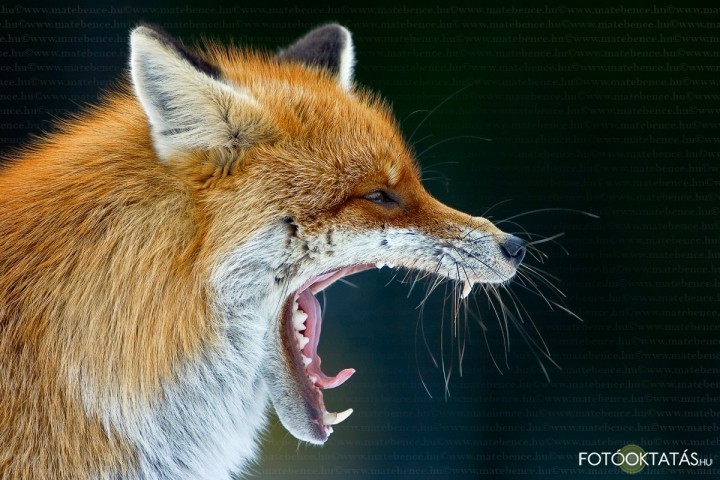 Vrsrka -Vulpes.vulpes.red.fox.