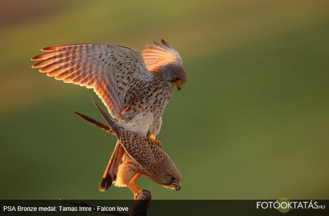 Falcon love 