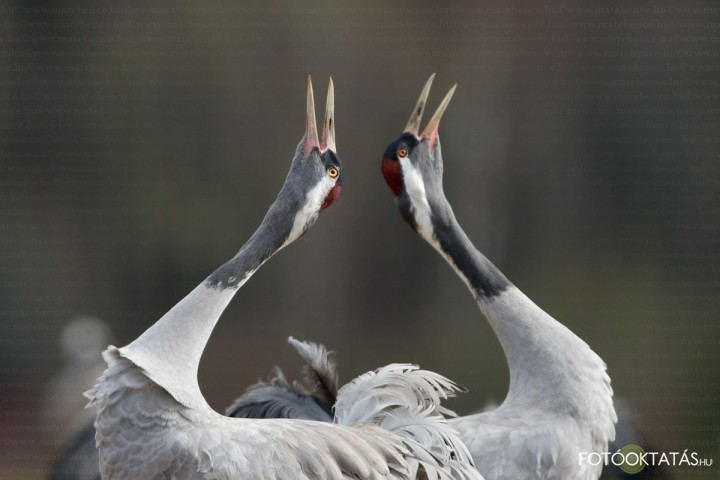Daru tnc -Grus.grus.crane